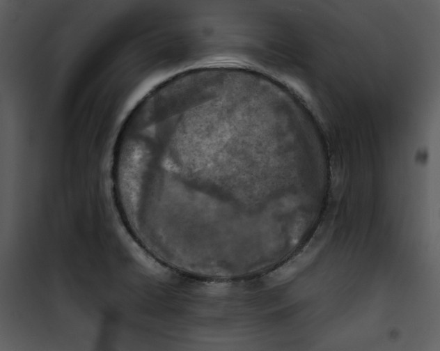 X0000100861422200807181125