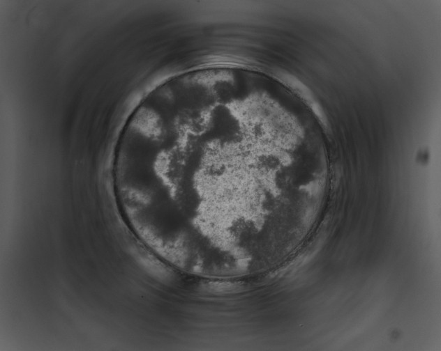 X0000100861427200807181125