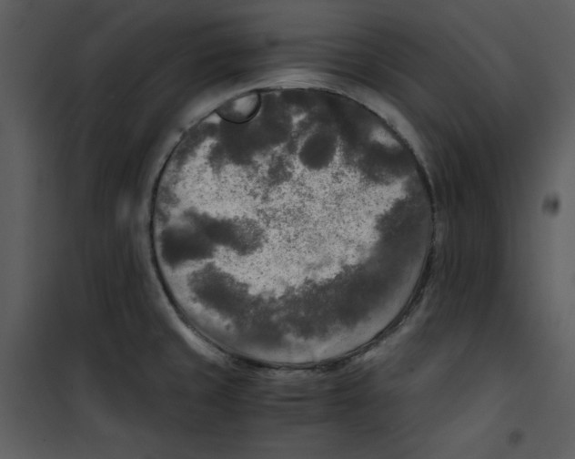 X0000100861429200807181125