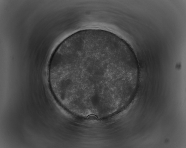 X0000100861517200807181124