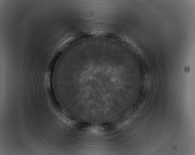 X0000100870696200806201241