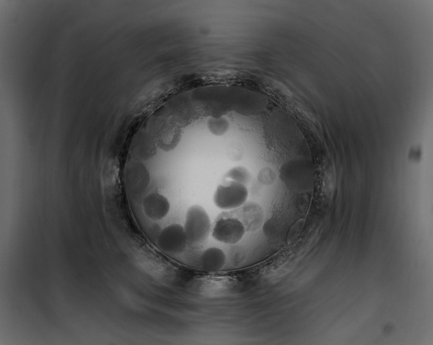X0000100870711200806201241