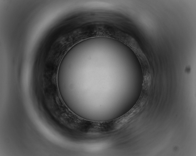 X0000100870765200806201240