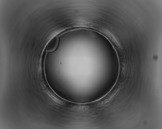 X0000100870884200806201238