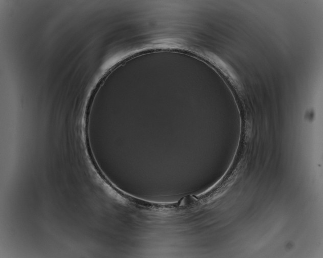 X0000100871334200806201231