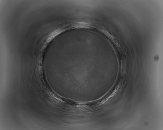 X0000100871453200806201229