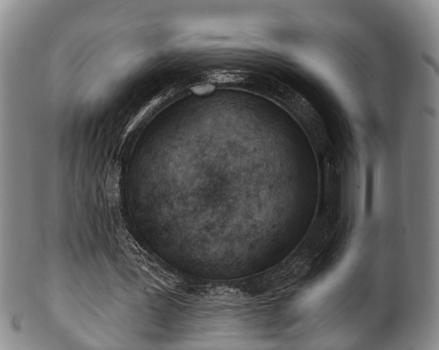 X0000100870387200806271118