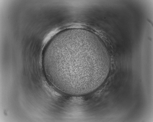 X0000100870296200807071109