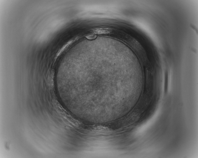 X0000100870387200807071108