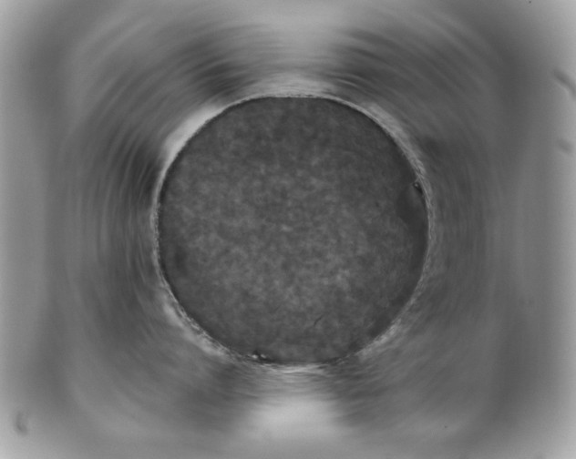 X0000100870864200807071101