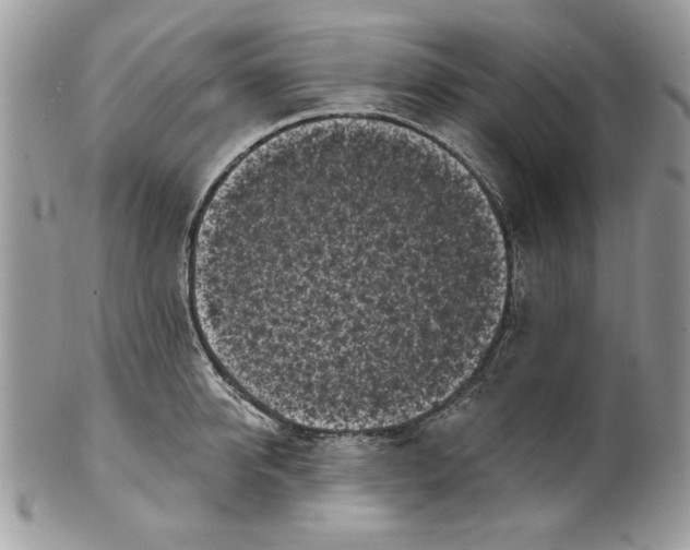 X0000100870950200807071059