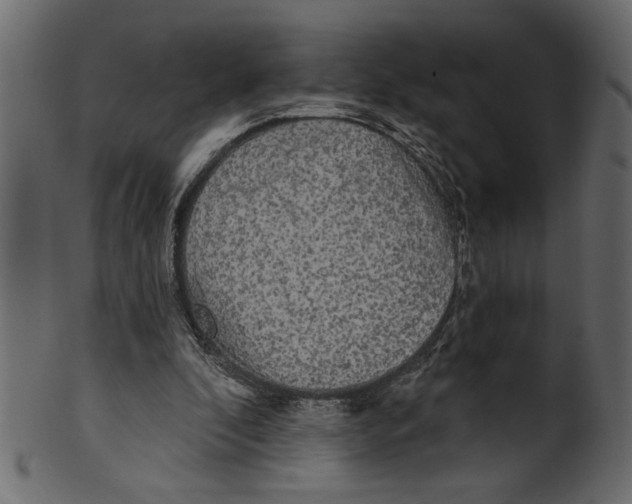 X0000100870296200807181243