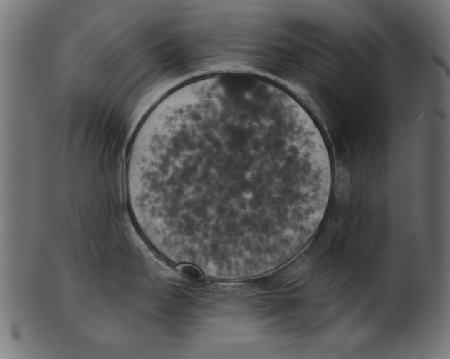 X0000100871295200807181228