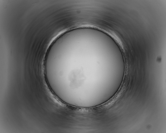 X0000100880806200806201145