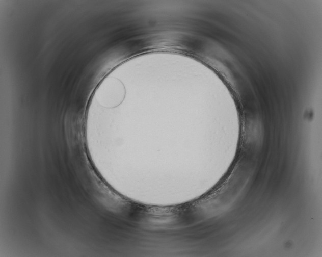 X0000100881338200806201138