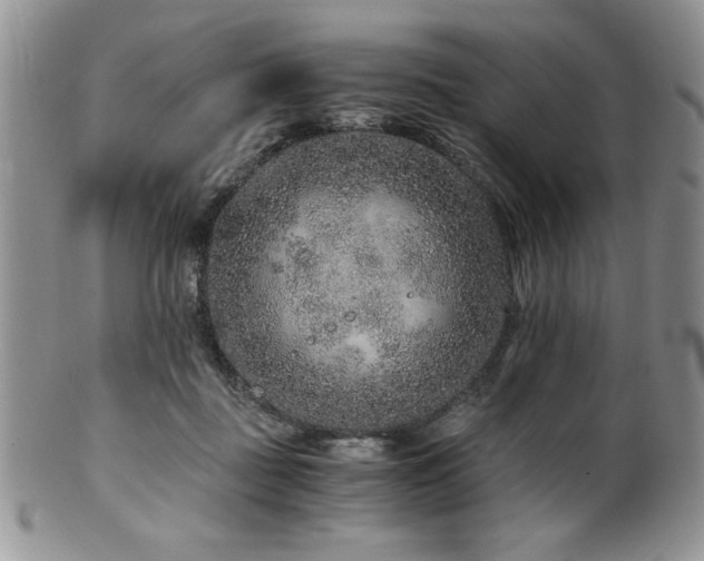 X0000100880363200806201251