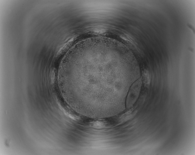 X0000100880412200806201251