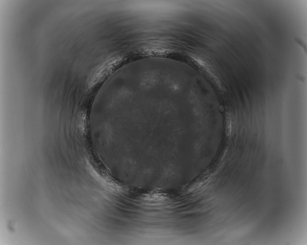 X0000100880451200806201250