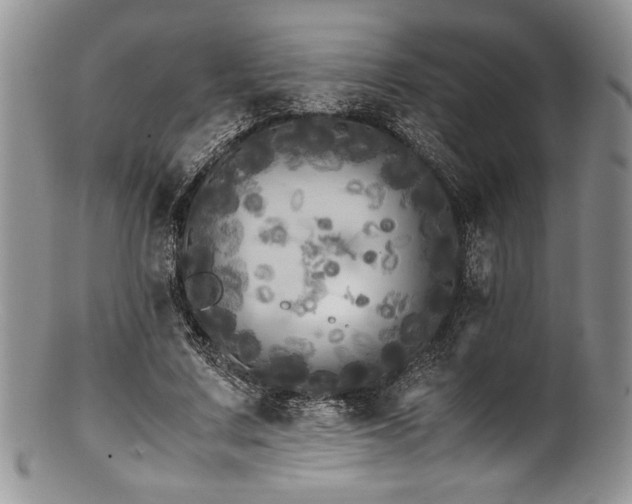 X0000100880683200806201247