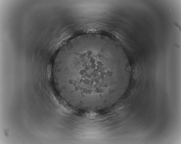 X0000100880695200806201246