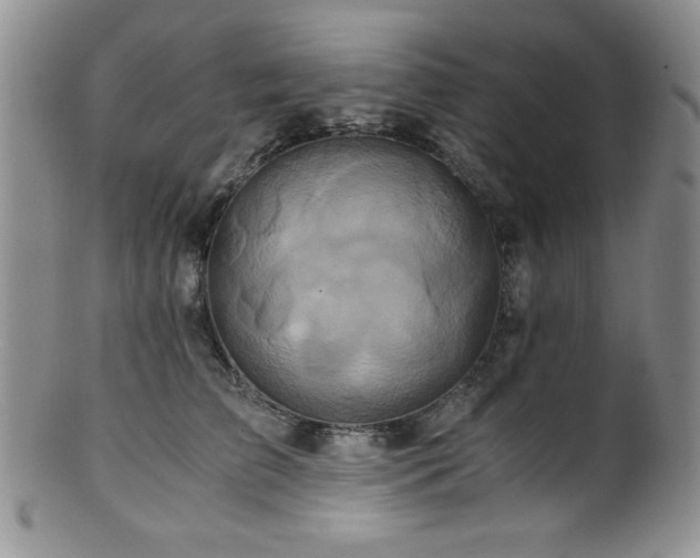 X0000100880709200806201246