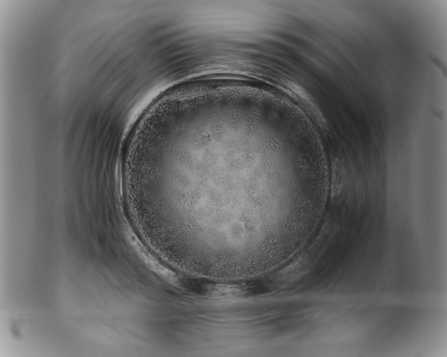 X0000100880796200806201245