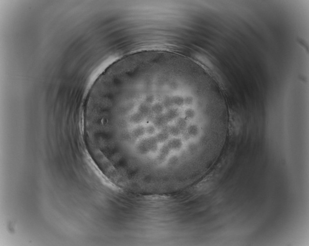X0000100880804200806201245