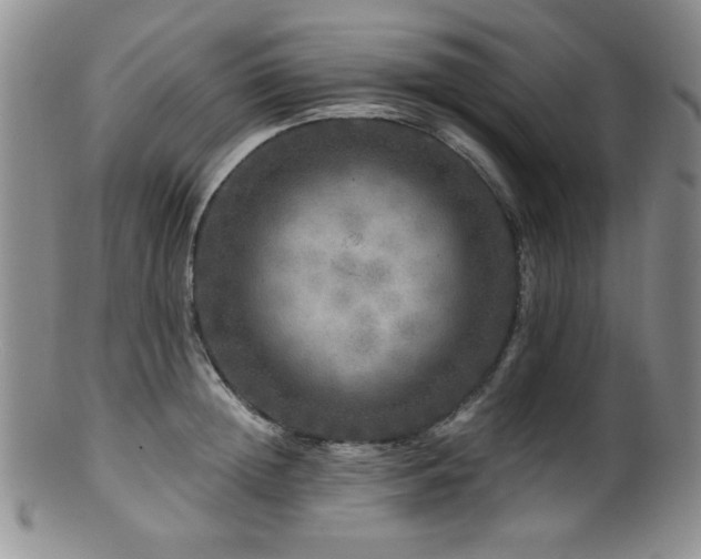 X0000100880852200806201244