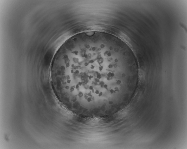 X0000100880891200806201243