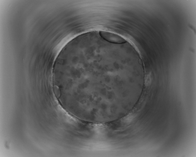 X0000100880903200806201243