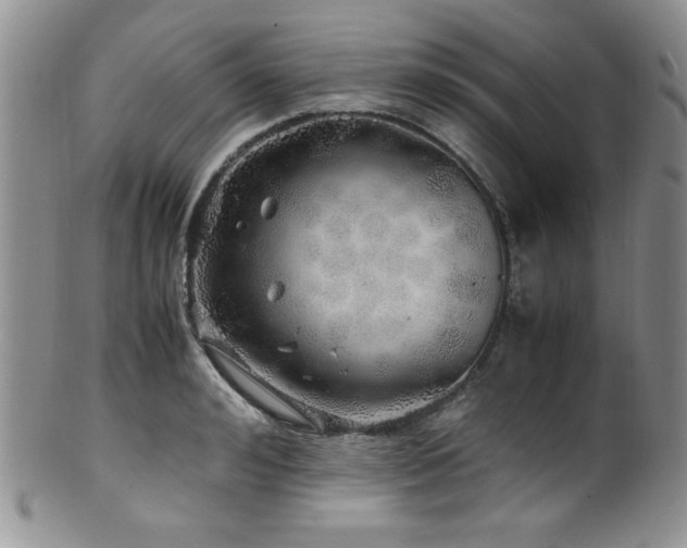 X0000100880992200806201242
