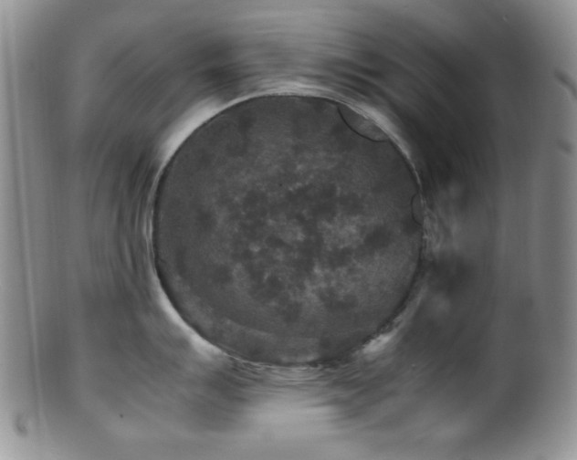 X0000100881007200806201242