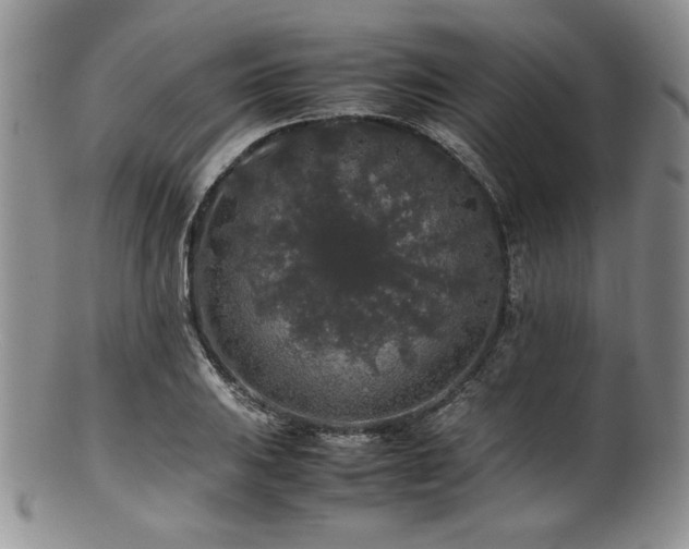X0000100881031200806201241