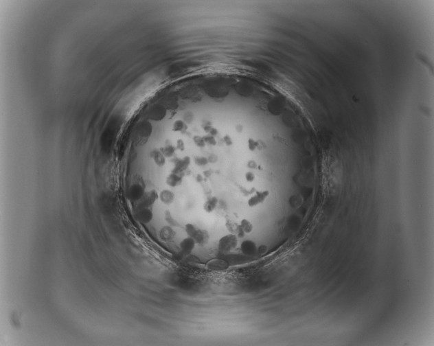 X0000100881067200806201240
