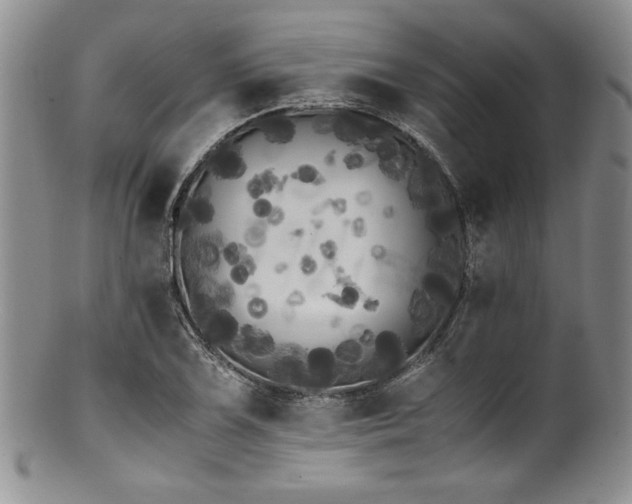 X0000100881075200806201240