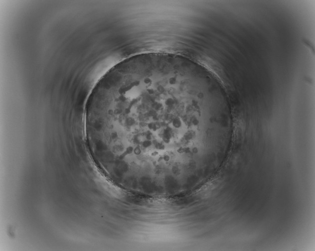 X0000100881079200806201240