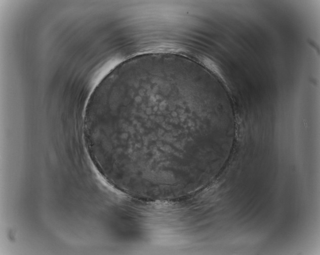X0000100881087200806201240