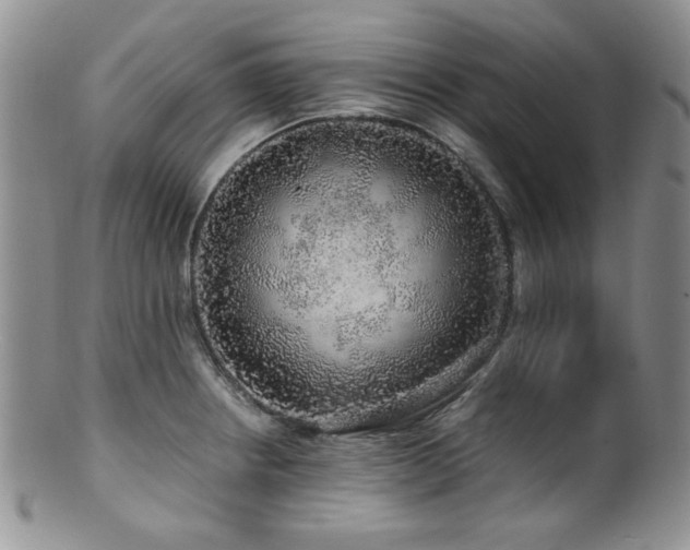 X0000100881234200806201238