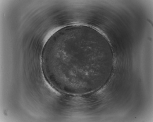 X0000100881239200806201238