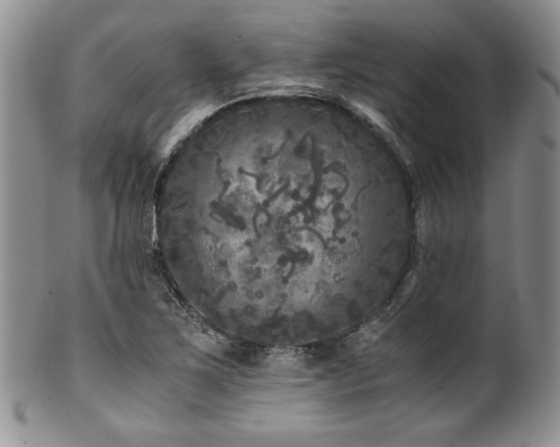 X0000100881267200806201238