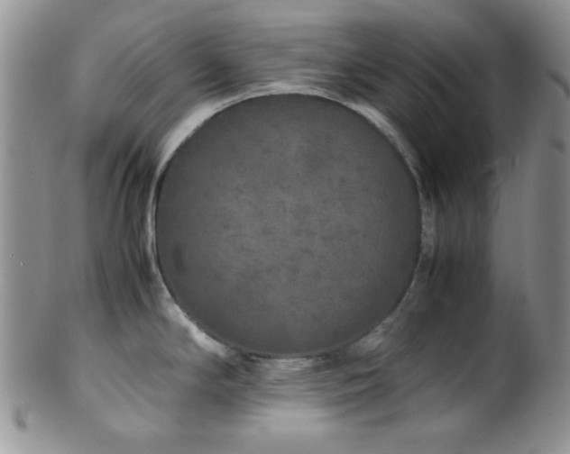 X0000100881294200806201237