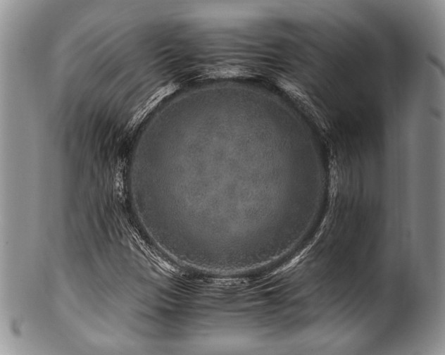 X0000100881305200806201237