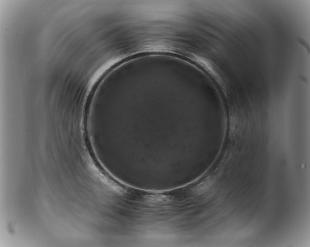 X0000100881331200806201237