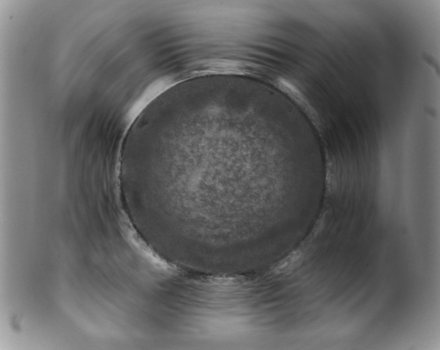 X0000100881378200806201236