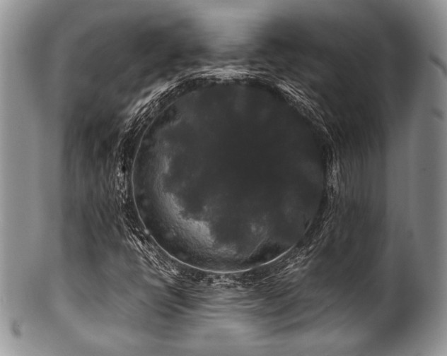 X0000100881398200806201235