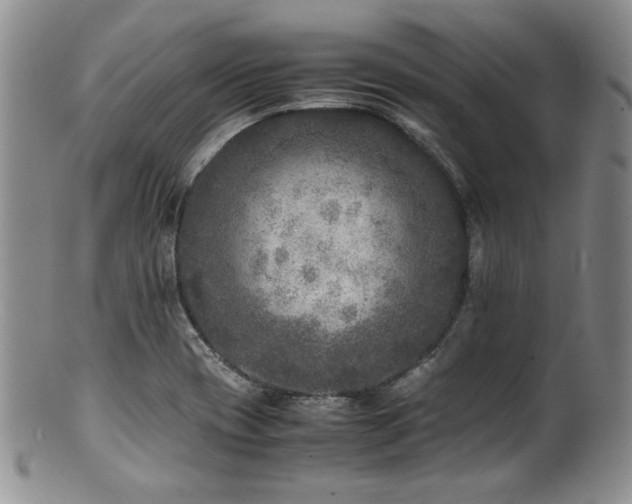 X0000100881417200806201235