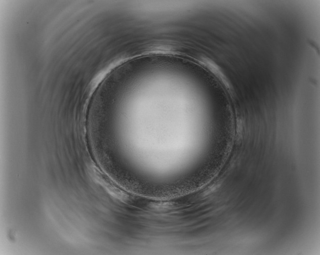 X0000100881435200806201236
