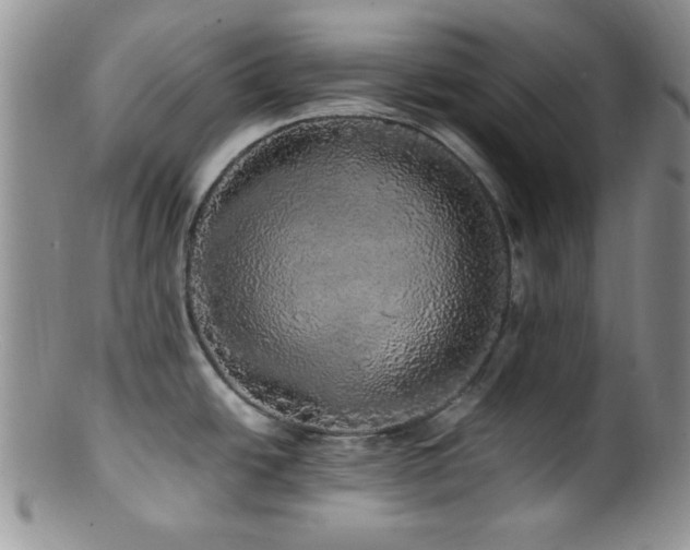 X0000100881438200806201236