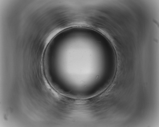 X0000100881440200806201236
