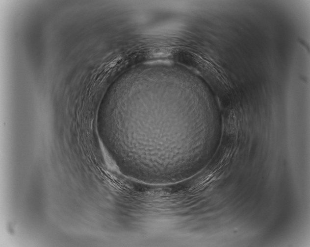 X0000100881441200806201235